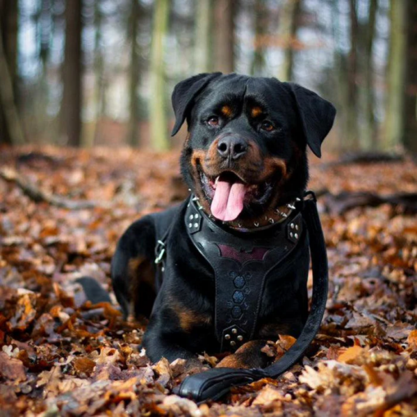 Hundegeschirr "Batman" – Bild 3